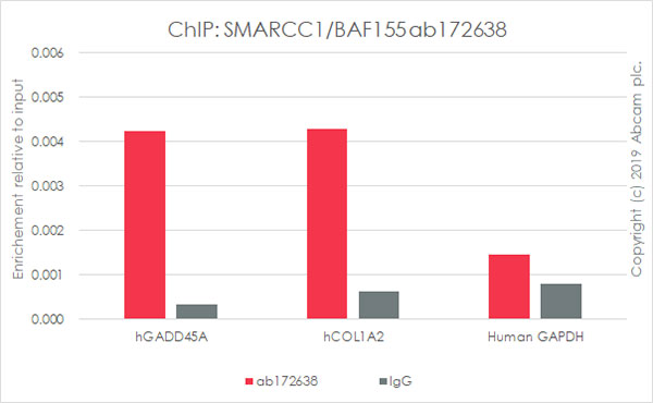ChIP - Anti-SMARCC1/BAF155 antibody [EPR12395] - ChIP Grade (AB172638), expandable thumbnail