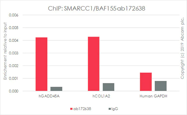 ChIP - Anti-SMARCC1/BAF155 antibody [EPR12395] - ChIP Grade (AB172638)
