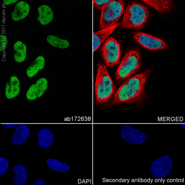 Immunocytochemistry/ Immunofluorescence - Anti-SMARCC1/BAF155 antibody [EPR12395] - ChIP Grade (AB172638), expandable thumbnail