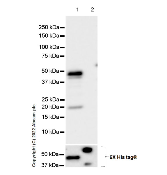 Western blot - Anti-SMARCC1/BAF155 antibody [EPR25109-77] (ab305037), expandable thumbnail
