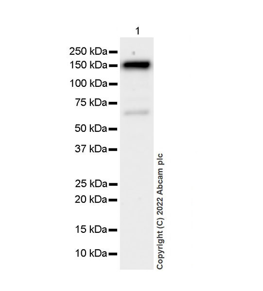 Western blot - Anti-SMARCC1/BAF155 antibody [EPR25109-77] (AB305037), expandable thumbnail