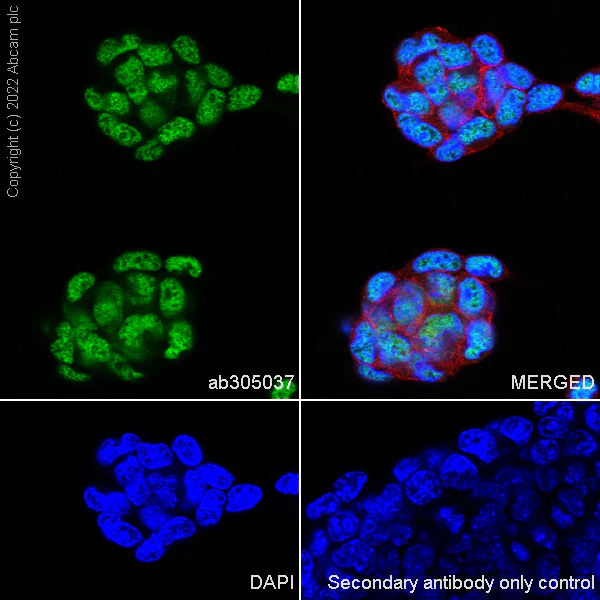 Immunocytochemistry/ Immunofluorescence - Anti-SMARCC1/BAF155 antibody [EPR25109-77] - BSA and Azide free (AB305038)