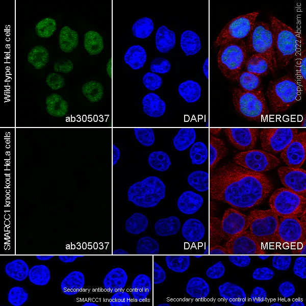 Immunocytochemistry/ Immunofluorescence - Anti-SMARCC1/BAF155 antibody [EPR25109-77] - BSA and Azide free (AB305038)