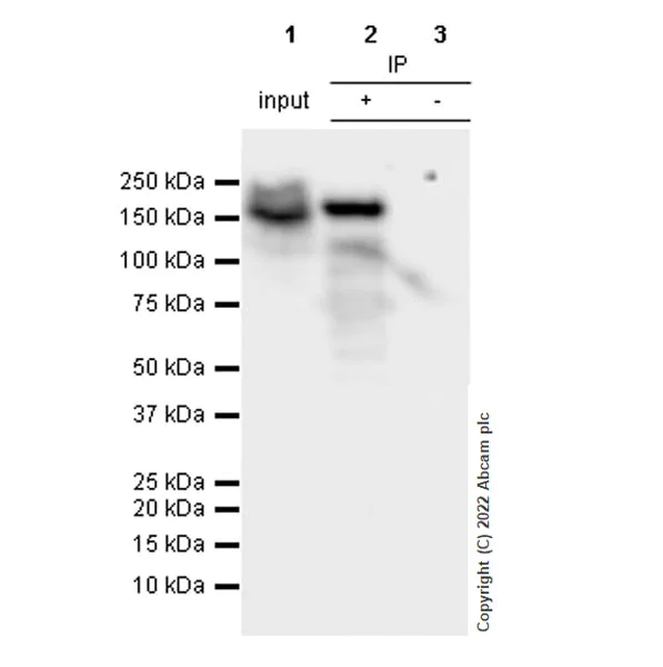 Immunoprecipitation - Anti-SMARCC1/BAF155 antibody [EPR25109-77] - BSA and Azide free (AB305038)