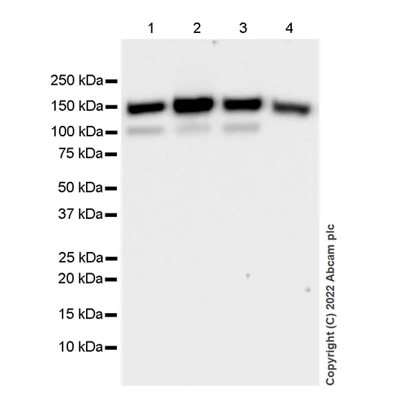 Western blot - Anti-SMARCC1/BAF155 antibody [EPR25109-77] - BSA and Azide free (AB305038)