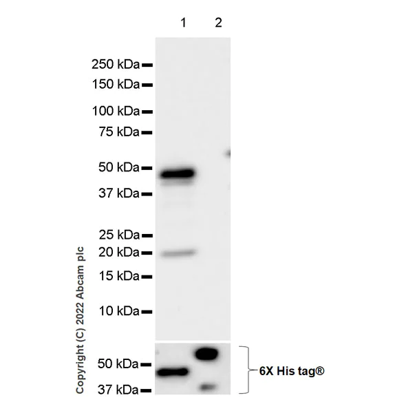 Western blot - Anti-SMARCC1/BAF155 antibody [EPR25109-77] - BSA and Azide free (AB305038)