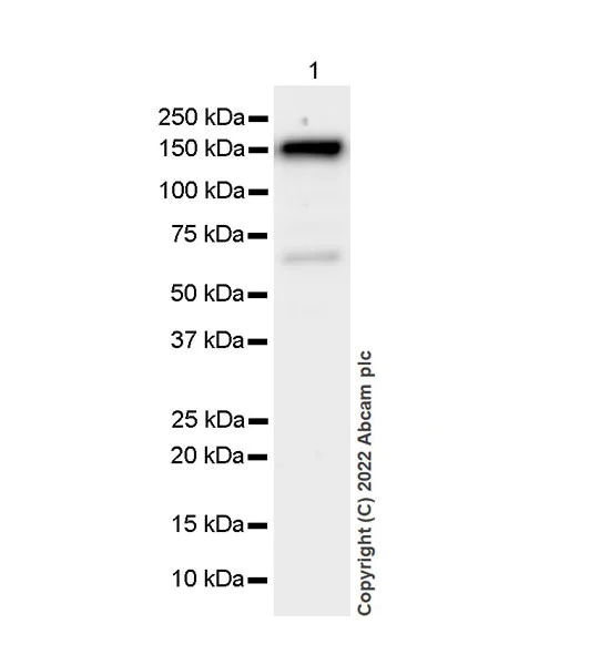 Western blot - Anti-SMARCC1/BAF155 antibody [EPR25109-77] - BSA and Azide free (AB305038)