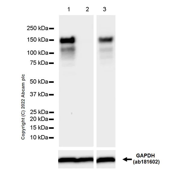 Western blot - Anti-SMARCC1/BAF155 antibody [EPR25109-77] - BSA and Azide free (AB305038)