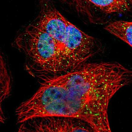 Immunocytochemistry/ Immunofluorescence - Anti-SMARCD1 antibody (AB224229)