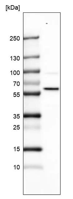 Western blot - Anti-SMARCD1 antibody (AB224229)