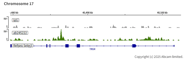 ChIC/CUT&RUN sequencing - Anti-SMARCD1 antibody [EPR23170-71] (AB245222)