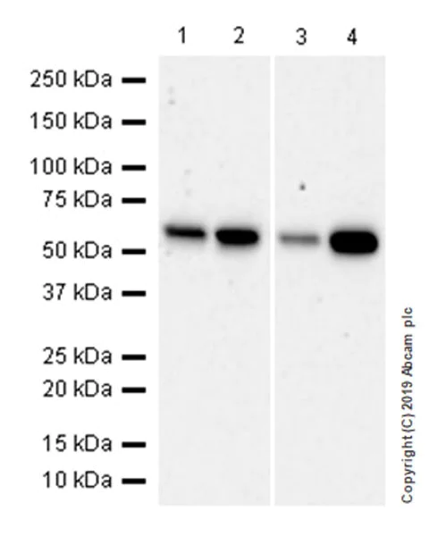 Western blot - Anti-SMARCD1 antibody [EPR23170-71] (AB245222)