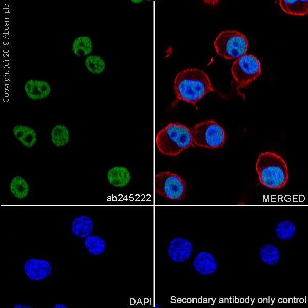 Immunocytochemistry/ Immunofluorescence - Anti-SMARCD1 antibody [EPR23170-71] - BSA and Azide free (AB269463)