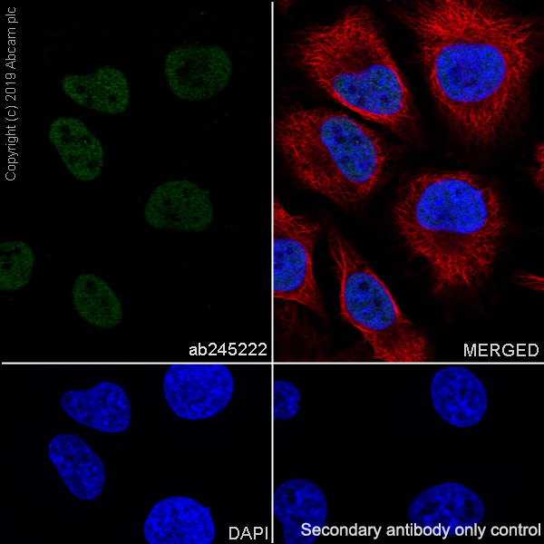 Immunocytochemistry/ Immunofluorescence - Anti-SMARCD1 antibody [EPR23170-71] - BSA and Azide free (ab269463), expandable thumbnail