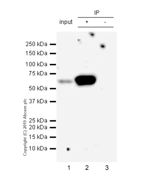 Immunoprecipitation - Anti-SMARCD1 antibody [EPR23170-71] - BSA and Azide free (AB269463), expandable thumbnail