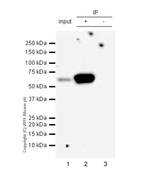 Immunoprecipitation - Anti-SMARCD1 antibody [EPR23170-71] - BSA and Azide free (AB269463)