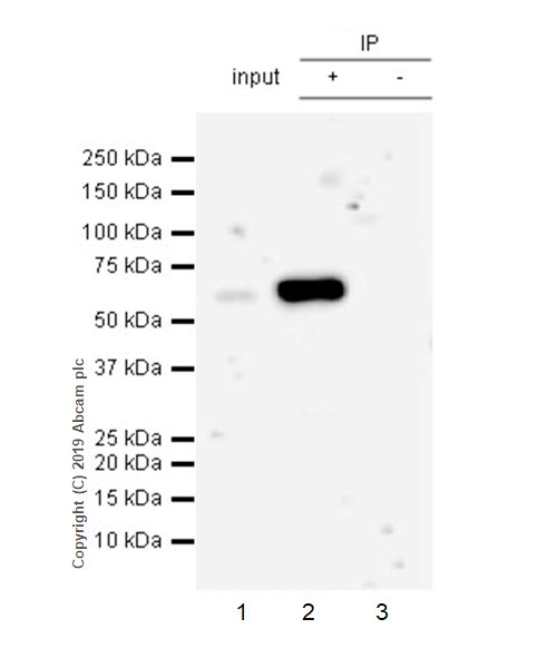 Immunoprecipitation - Anti-SMARCD1 antibody [EPR23170-71] - BSA and Azide free (AB269463), expandable thumbnail