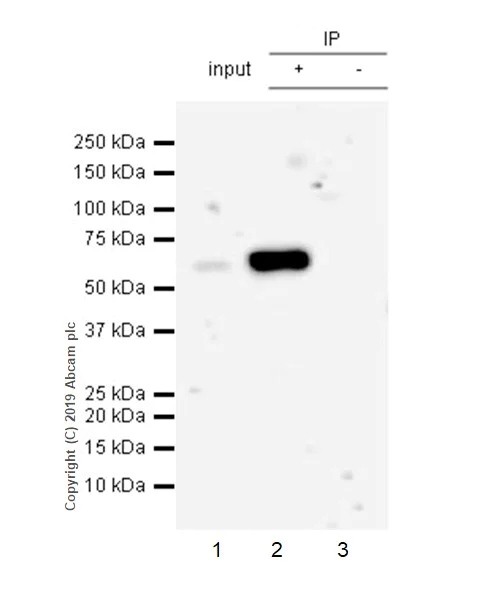 Immunoprecipitation - Anti-SMARCD1 antibody [EPR23170-71] - BSA and Azide free (AB269463)