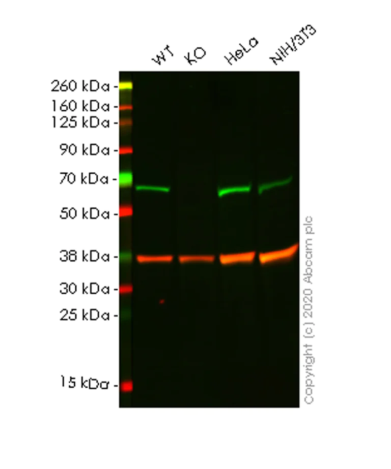 Western blot - Anti-SMARCD1 antibody [EPR23170-71] - BSA and Azide free (AB269463)