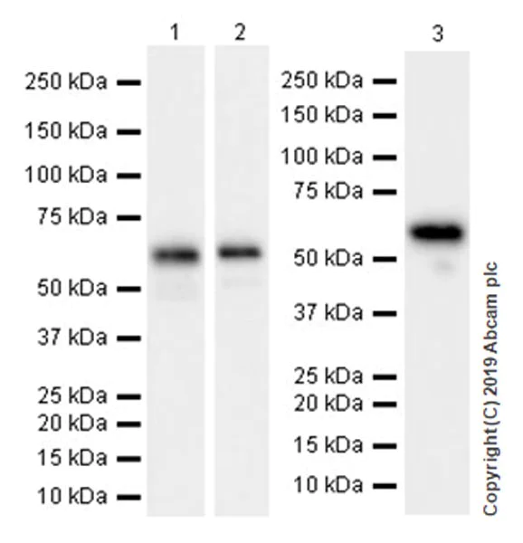 Western blot - Anti-SMARCD2 antibody [EPR20860-251] (AB220164)