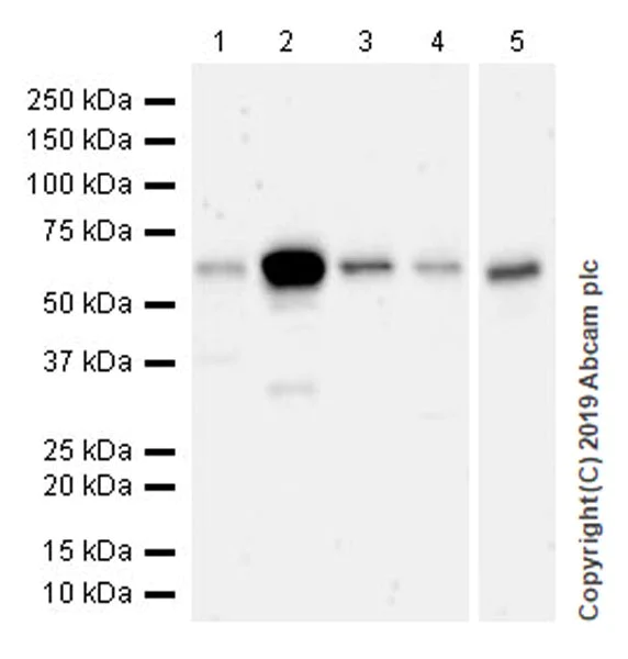 Western blot - Anti-SMARCD2 antibody [EPR20860-251] (AB220164)