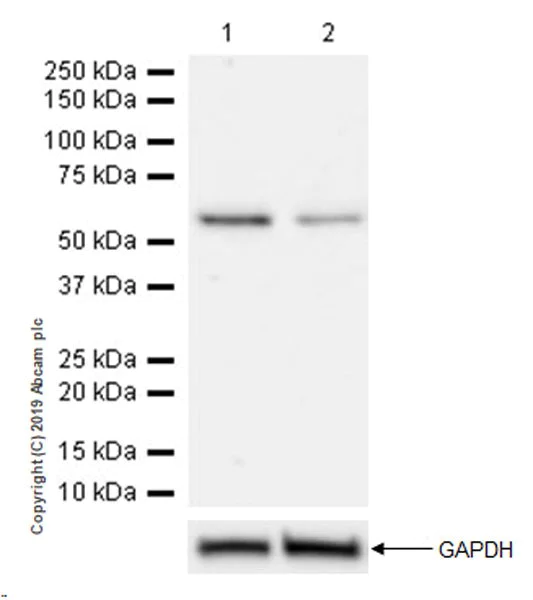 Western blot - Anti-SMARCD2 antibody [EPR20860-251] (AB220164)