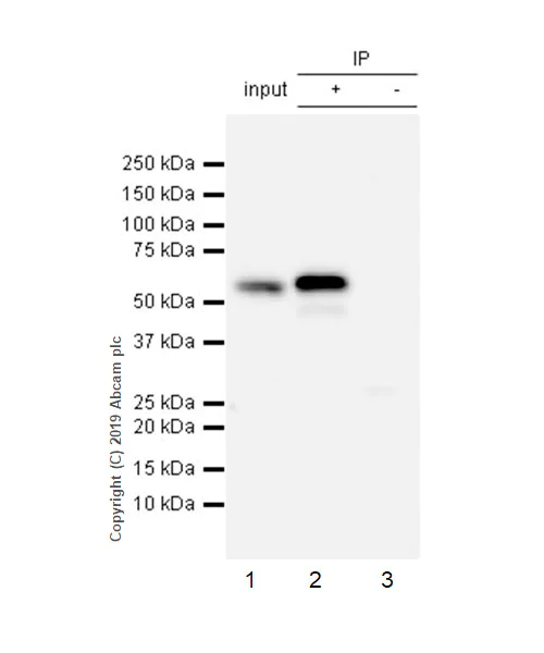 Immunoprecipitation - Anti-SMARCD2 antibody [EPR20860-251] - BSA and Azide free (AB256304)