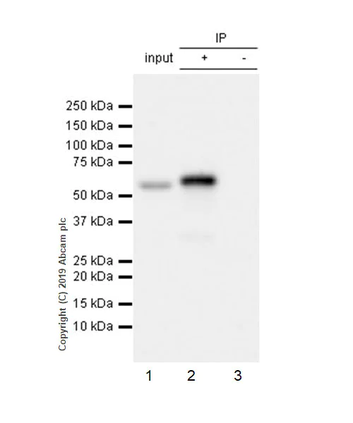 Immunoprecipitation - Anti-SMARCD2 antibody [EPR20860-251] - BSA and Azide free (AB256304)