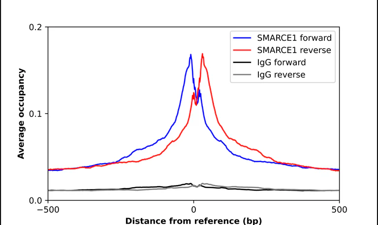 ChIP - Anti-SMARCE1 Antibody (AB327181)