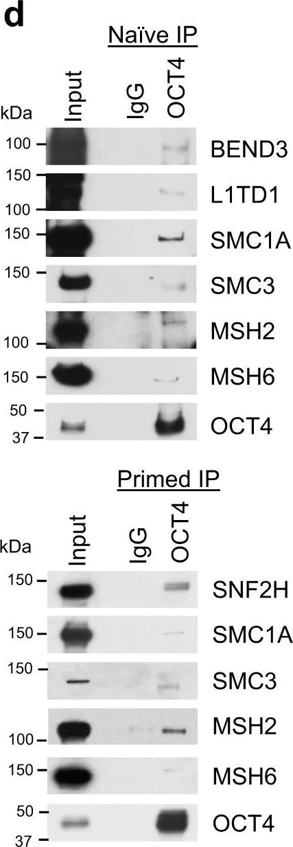 Western blot - Anti-SMC1A antibody (AB137707)