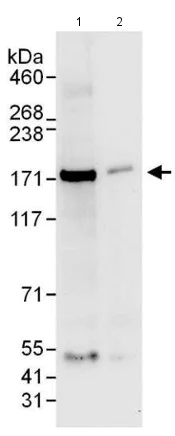 Western blot - Anti-SMC1A antibody (AB140493)