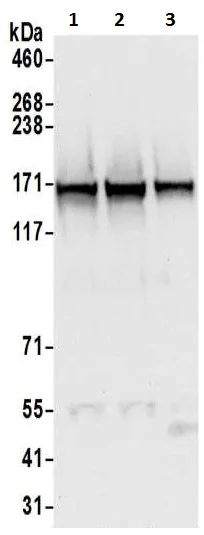 Western blot - Anti-SMC1A antibody (AB9262)