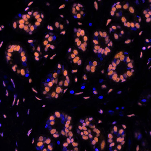 Immunohistochemistry (Formalin/PFA-fixed paraffin-embedded sections) - Anti-SMC1A antibody [BL-205-2G8] (AB243875)