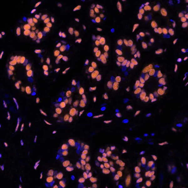 Immunohistochemistry (Formalin/PFA-fixed paraffin-embedded sections) - Anti-SMC1A antibody [BL-205-2G8] (AB243875)
