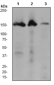 Western blot - Anti-SMC1A antibody [EP2879Y] (AB75819)
