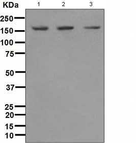 Western blot - Anti-SMC1A antibody [EPR2879(2)] - BSA and Azide free (AB247802)
