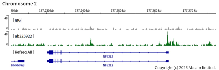ChIC/CUT&RUN sequencing - Anti-SMC1A antibody [EPR30532-7] (AB325922)
