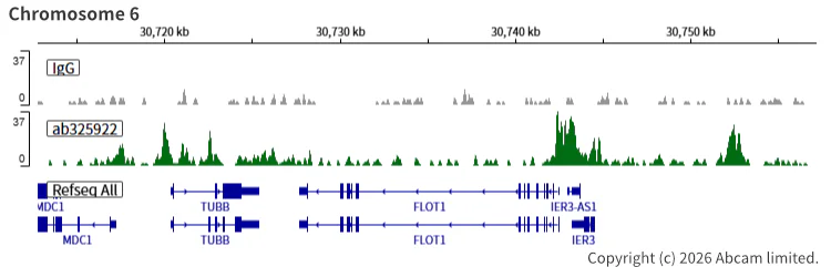 ChIC/CUT&RUN sequencing - Anti-SMC1A antibody [EPR30532-7] (AB325922)
