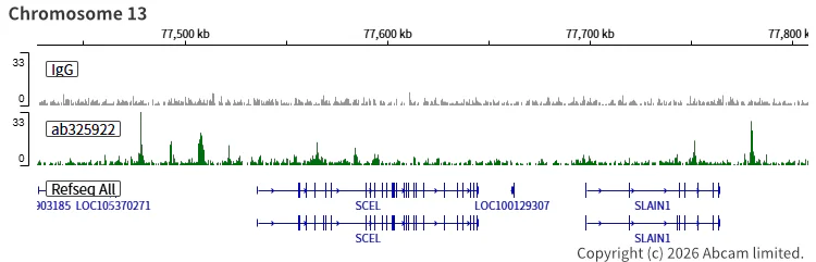 ChIC/CUT&RUN sequencing - Anti-SMC1A antibody [EPR30532-7] (AB325922)
