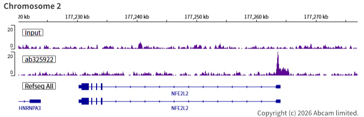 ChIP-sequencing - Anti-SMC1A antibody [EPR30532-7] (AB325922)