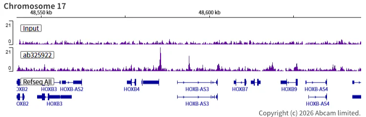 ChIP-sequencing - Anti-SMC1A antibody [EPR30532-7] (AB325922)