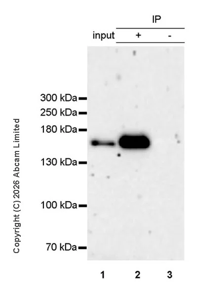 Immunoprecipitation - Anti-SMC1A antibody [EPR30532-7] (AB325922)