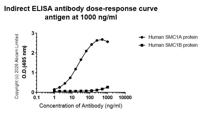 Indirect ELISA - Anti-SMC1A antibody [EPR30532-7] (AB325922)