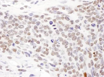 Immunohistochemistry (Formalin/PFA-fixed paraffin-embedded sections) - Anti-SMC1A (phospho S957) antibody (AB240573)
