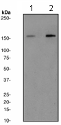 Western blot - Anti-SMC1A (phospho S957) antibody [EP2857Y] (AB137871)