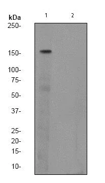 Western blot - Anti-SMC1A (phospho S957) antibody [EPR2857Y] (AB75768)