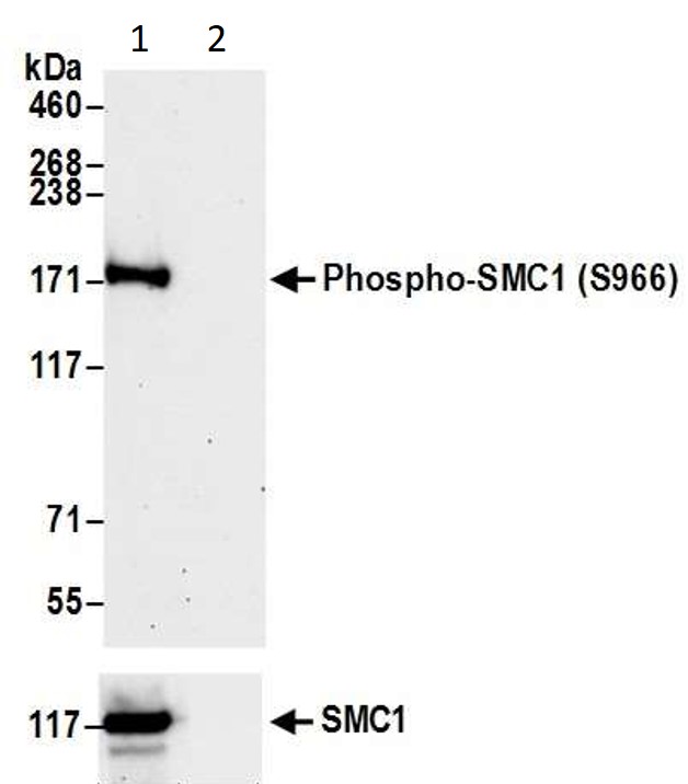 Western blot - Anti-SMC1A (phospho S966) antibody (AB1276), expandable thumbnail