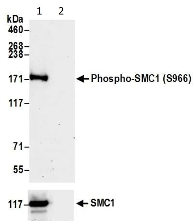 Western blot - Anti-SMC1A (phospho S966) antibody (AB1276)