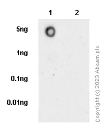 Dot Blot - Anti-SMC1A (phospho S966) antibody [EP2858Y] - BSA and Azide free (AB284774)
