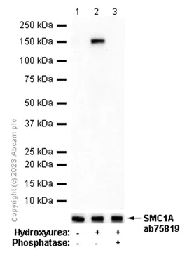 Western blot - Anti-SMC1A (phospho S966) antibody [EP2858Y] - BSA and Azide free (AB284774)